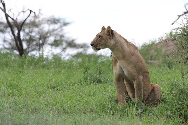 BIENVENIDA AEROPUERTO KILIMANJARO - EXPERIENCIA MASAI