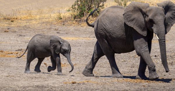 TARANGIRE NATIONAL PARK