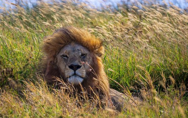 SERENGETI NATIONAL PARK