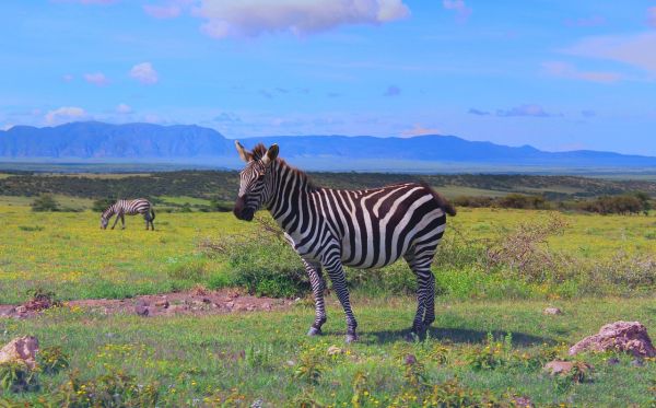 SERENGETI NATIONAL PARK