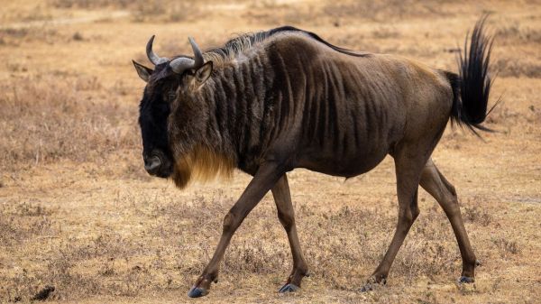 NGORONGORO CREATER