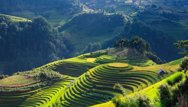 BANAUE