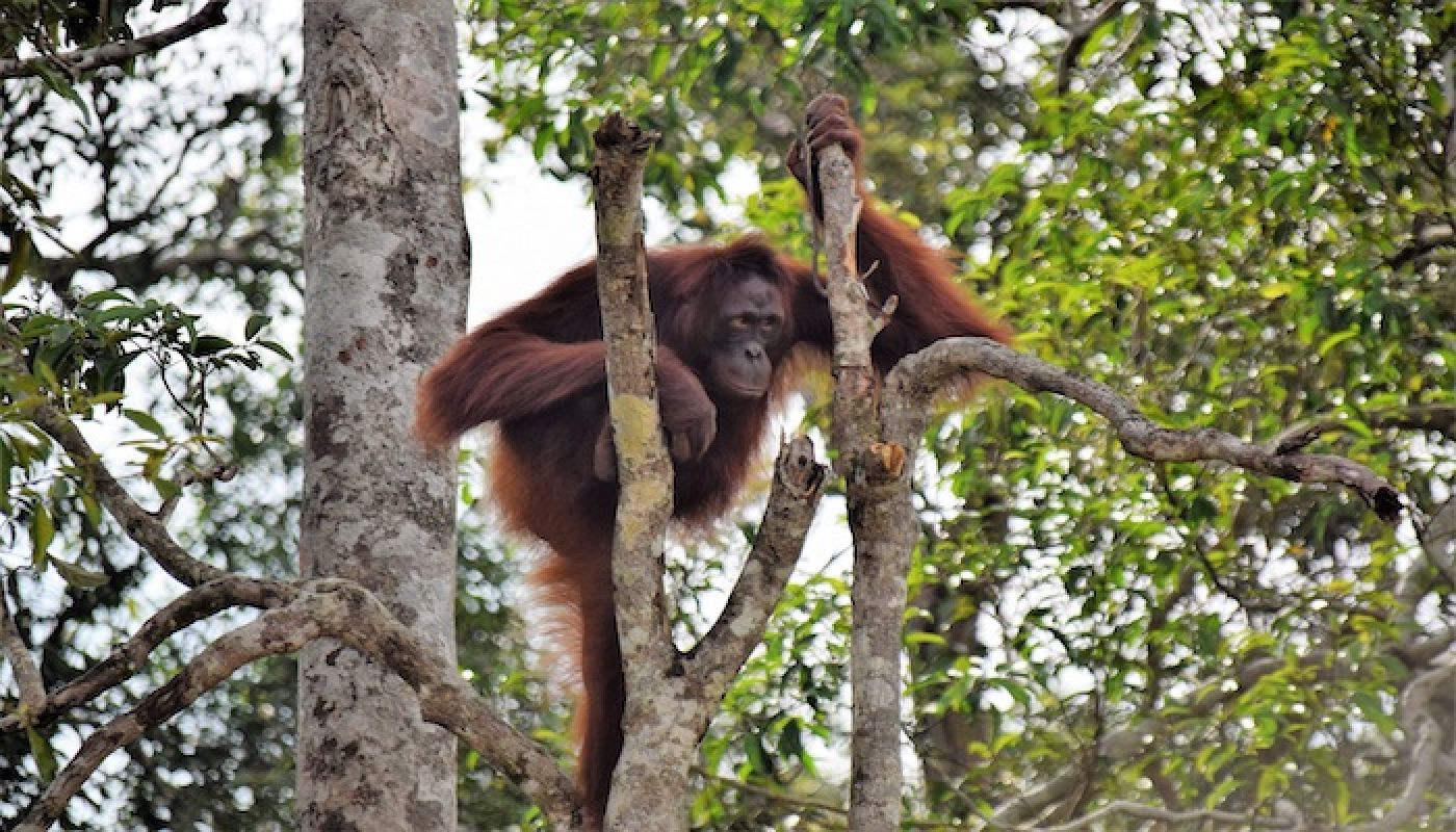 Borneo, isla de Bali con Gili Air