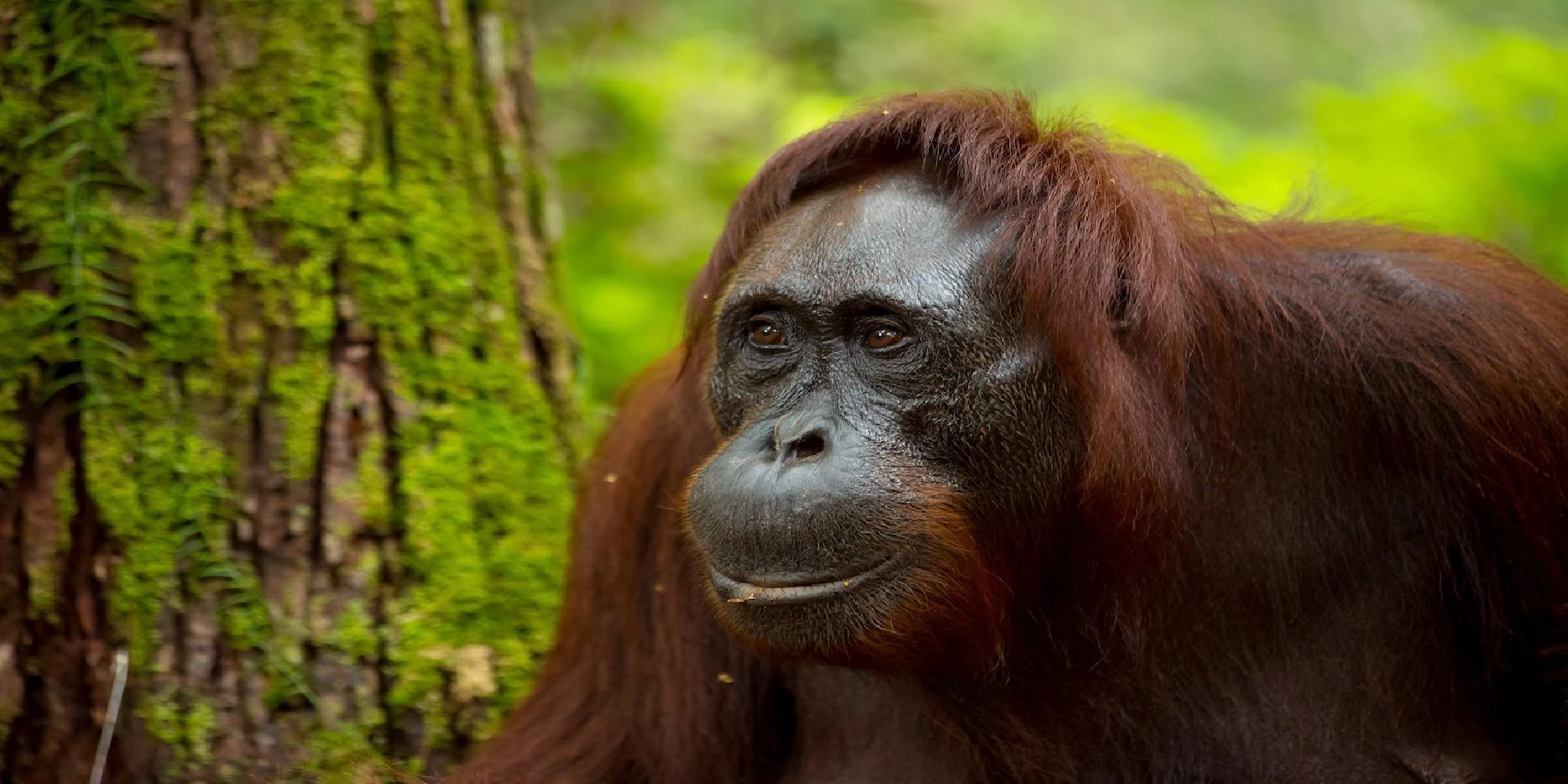 Circuito por Indonesia