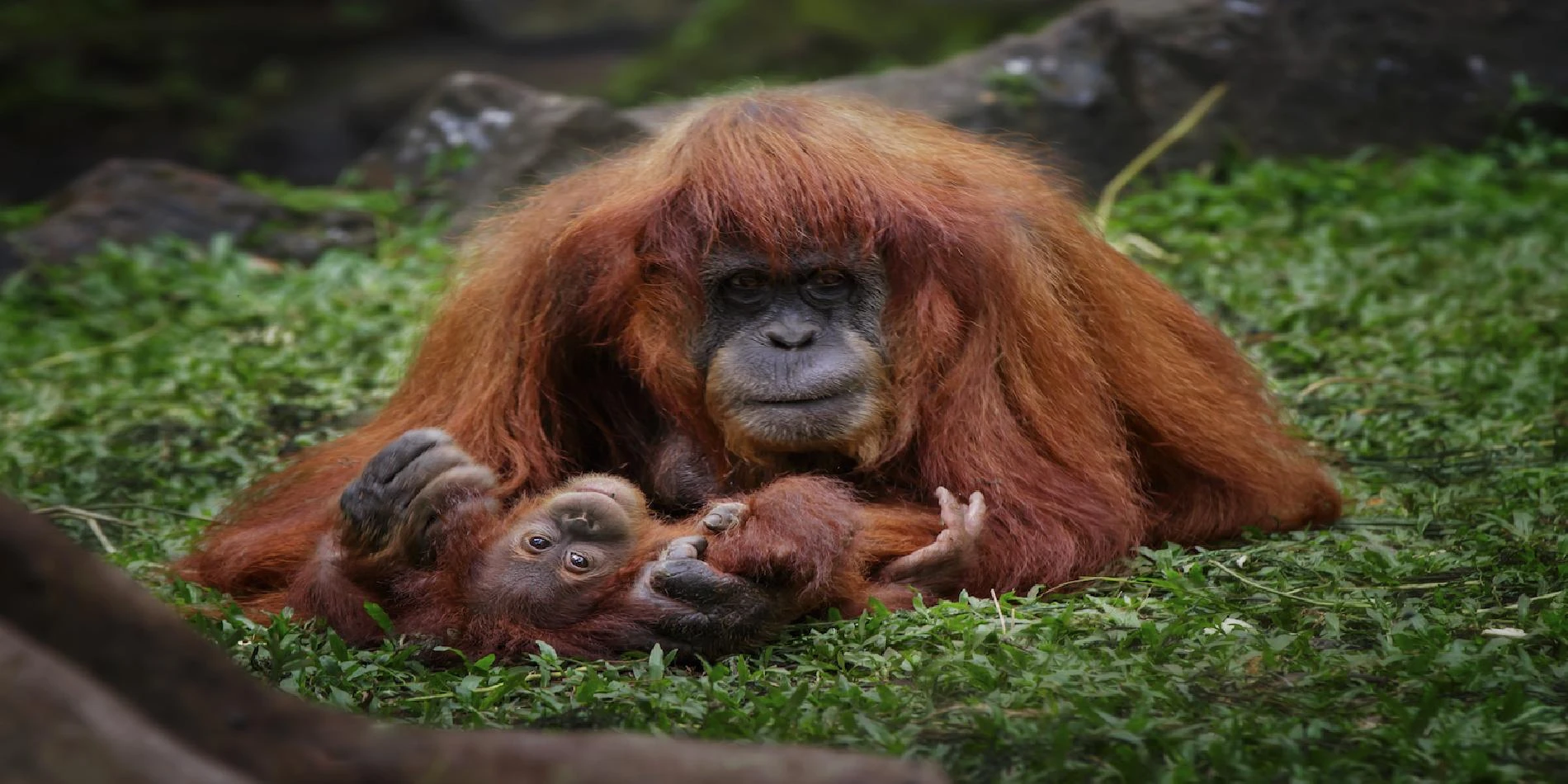 Maravillas de Indonesia